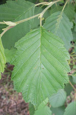 Corylus avellana / Hazel, CH Stein am Rhein 14.6.2011