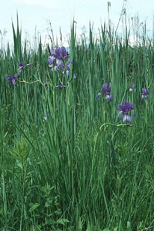 Iris sibirica \ Sibirische Schwertlilie / Siberian Iris, Liechtenstein  21.6.1991