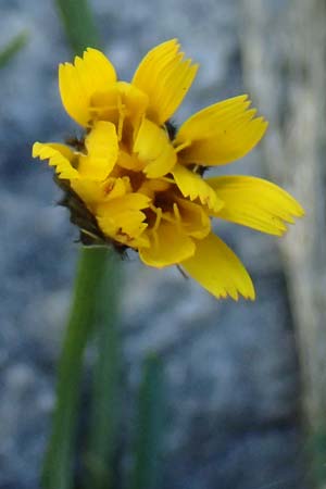 Scorzoneroides helvetica \ Schweizer Schuppenlwenzahn / Swiss Hawkbit, CH Gotthard 25.9.2023