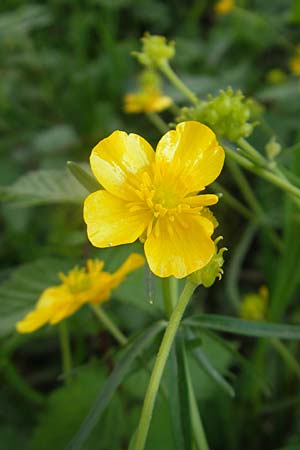 Ranunculus lingulatus \ Biederthaler Gold-Hahnenfu, CH Biederthal 13.4.2011