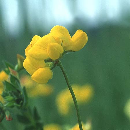 Lotus pedunculatus \ Sumpf-Hornklee / Greater Bird's-Foot Trefoil, Liechtenstein  21.6.1991