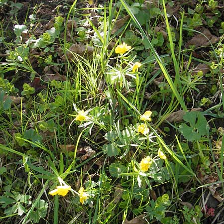 Ranunculus macrotis / Tall-Ear Goldilocks, CH Basel 13.4.2011