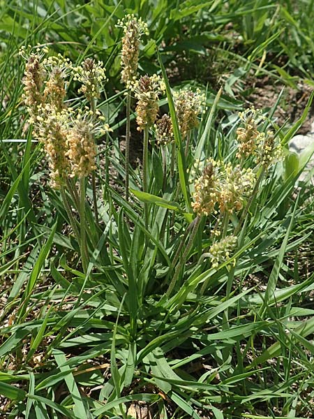 Plantago alpina / Alpine Plantain, CH Gotthard 12.6.2017