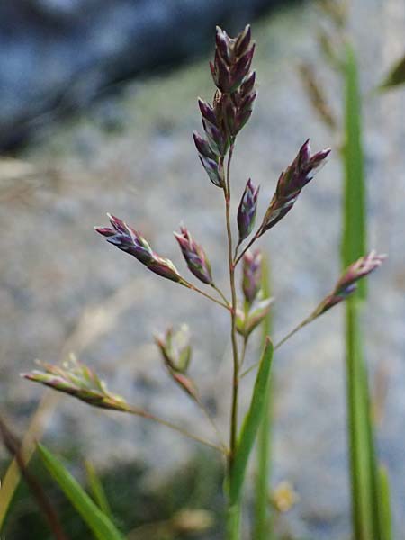 Poa supina \ Niedriges Rispengras, Lger-Rispengras / Supina Blue Grass, CH Gotthard 25.9.2023