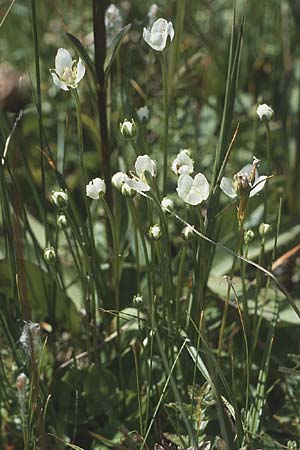 Parnassia palustris \ Sumpf-Herzblatt, Studentenrschen / Grass of Parnassus, CH Jaun-Pass 18.8.1984