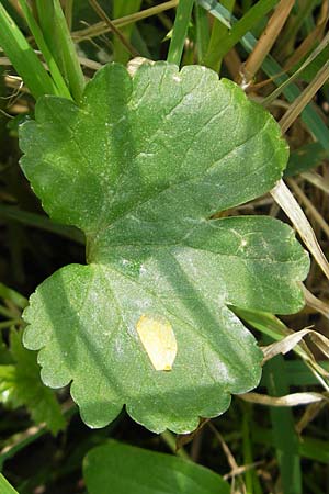 Ranunculus pseudocassubicus / False Kashubian Goldilocks, CH Basel 13.4.2011