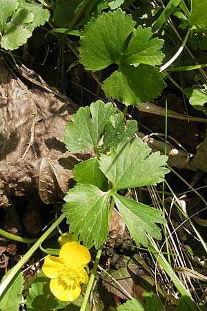 Ranunculus pseudocassubicus \ Falscher Kaschuben-Gold-Hahnenfu, CH Basel 13.4.2011