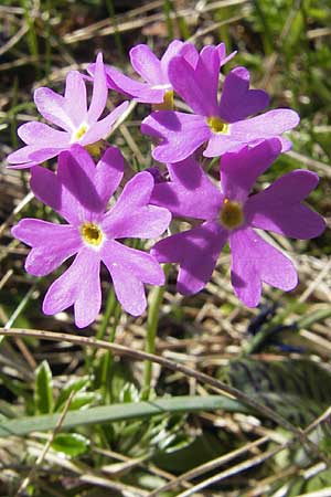 Primula farinosa \ Mehl-Primel / Bird's-Eye Primrose, CH Gotthard 5.6.2010