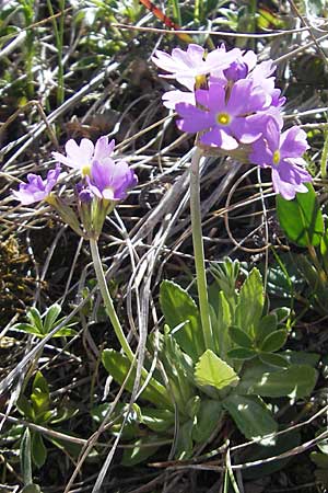 Primula farinosa \ Mehl-Primel / Bird's-Eye Primrose, CH Gotthard 5.6.2010