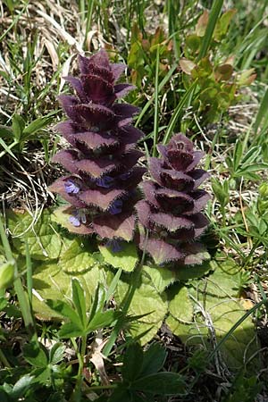 Ajuga pyramidalis \ Pyramiden-Gnsel / Pyramidal Bugle, CH Gotthard 12.6.2017