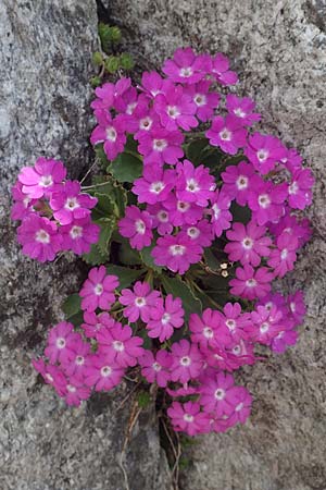 Primula hirsuta \ Rote Felsen-Primel / European Alpine Primrose, CH Gotthard 12.6.2017