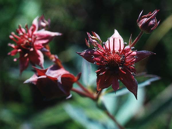 Potentilla palustris \ Sumpf-Blutauge / Marsh Cinquefoil, CH Einsiedeln 13.7.1995