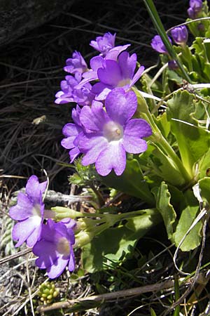 Primula hirsuta \ Rote Felsen-Primel, CH Gotthard 5.6.2010