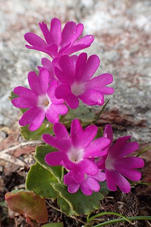 Primula hirsuta \ Rote Felsen-Primel / European Alpine Primrose, CH Gotthard 4.6.2017