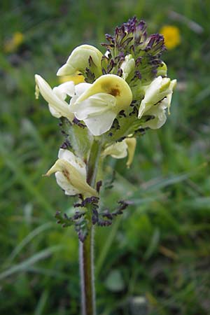 Pedicularis tuberosa \ Knollen-Lusekraut / Long-Beaked Yellow Lousewort, CH Gotthard 25.6.2010