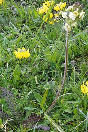 Pedicularis tuberosa \ Knollen-Lusekraut / Long-Beaked Yellow Lousewort, CH Gotthard 25.6.2010