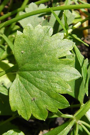 Ranunculus alnetorum / Alder Goldilocks, CH Basel 13.4.2011
