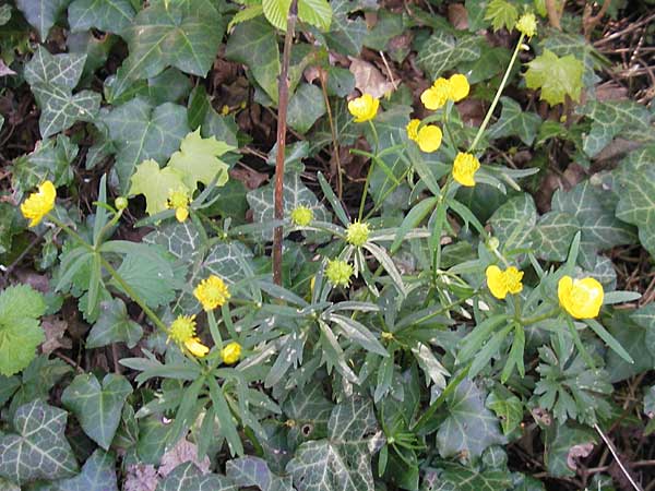 Ranunculus alnetorum \ Erlen-Gold-Hahnenfu / Alder Goldilocks, CH Basel 13.4.2011