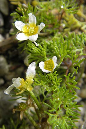 Ranunculus circinatus ? \ Spreizender Wasser-Hahnenfu, CH Stein am Rhein 14.6.2011