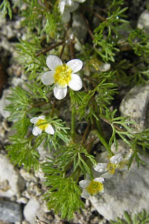 Ranunculus circinatus ? \ Spreizender Wasser-Hahnenfu / Fan-Leaved Water Crowfoot, CH Stein am Rhein 14.6.2011