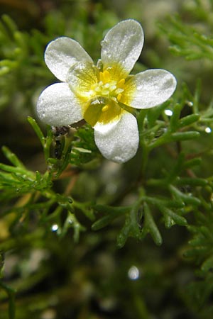 Ranunculus circinatus ? \ Spreizender Wasser-Hahnenfu, CH Stein am Rhein 14.6.2011