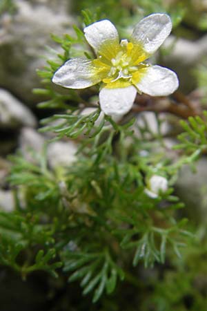 Ranunculus circinatus ? \ Spreizender Wasser-Hahnenfu / Fan-Leaved Water Crowfoot, CH Stein am Rhein 14.6.2011