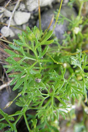 Ranunculus circinatus ? \ Spreizender Wasser-Hahnenfu / Fan-Leaved Water Crowfoot, CH Stein am Rhein 14.6.2011