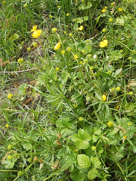 Ranunculus biformis ? \ Zweifrmiger Gold-Hahnenfu / Two-Form Goldilocks, CH Biel-Benken 13.4.2011