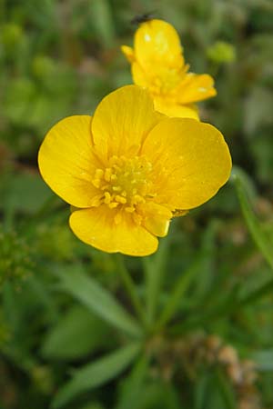 Ranunculus biformis ? \ Zweifrmiger Gold-Hahnenfu / Two-Form Goldilocks, CH Biel-Benken 13.4.2011