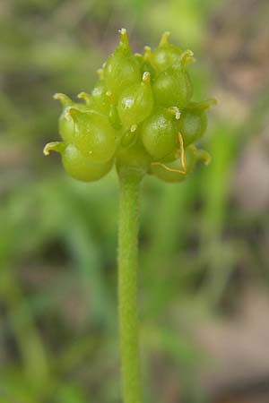 Ranunculus biformis ? \ Zweifrmiger Gold-Hahnenfu / Two-Form Goldilocks, CH Biel-Benken 13.4.2011