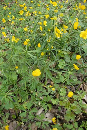 Ranunculus lyratus \ Birsigtaler Gold-Hahnenfu / Birsigtal Goldilocks, CH Biederthal 13.4.2011