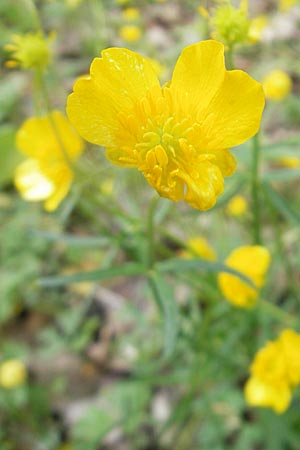 Ranunculus lyratus \ Birsigtaler Gold-Hahnenfu / Birsigtal Goldilocks, CH Biederthal 13.4.2011