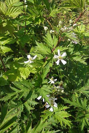 Rubus laciniatus \ Schlitzblttrige Brombeere / Cutleaf Blackberry, Evergreen Blackberry, CH Rorschach 16.6.2011