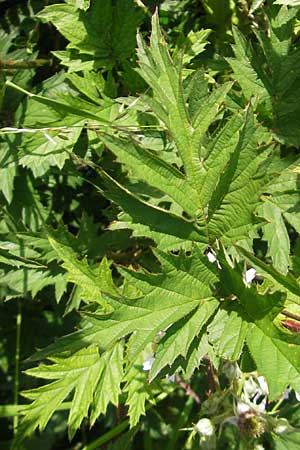 Rubus laciniatus \ Schlitzblttrige Brombeere / Cutleaf Blackberry, Evergreen Blackberry, CH Rorschach 16.6.2011