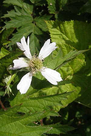 Rubus laciniatus / Cutleaf Blackberry, Evergreen Blackberry, CH Rorschach 16.6.2011