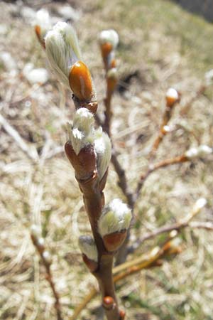 Salix caprea \ Sal-Weide / Goat Willow, CH Gotthard 5.6.2010