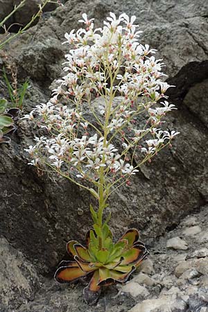 Saxifraga cotyledon \ Strau-Steinbrech / Pyramidal Saxifrage, CH Gotthard 4.6.2017