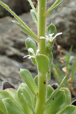 Saxifraga cotyledon \ Strau-Steinbrech / Pyramidal Saxifrage, CH Gotthard 4.6.2017