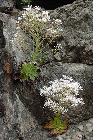 Saxifraga cotyledon \ Strau-Steinbrech / Pyramidal Saxifrage, CH Gotthard 4.6.2017