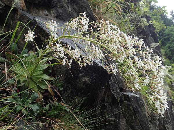 Saxifraga cotyledon \ Strau-Steinbrech / Pyramidal Saxifrage, CH Gotthard 4.6.2017