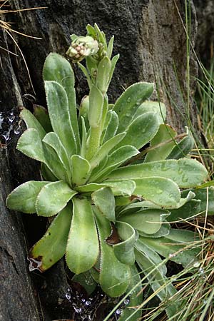 Saxifraga cotyledon \ Strau-Steinbrech / Pyramidal Saxifrage, CH Gotthard 4.6.2017