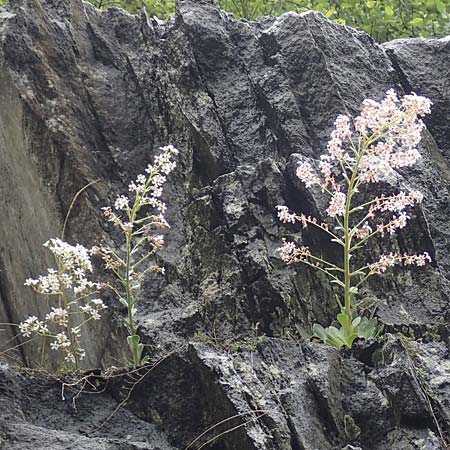 Saxifraga cotyledon \ Strau-Steinbrech / Pyramidal Saxifrage, CH Gotthard 4.6.2017