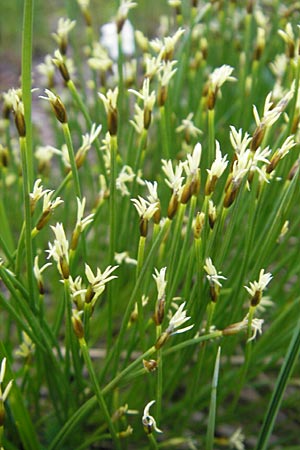 Trichophorum cespitosum subsp. cespitosum \ Gewhnliche Rasenbinse / Deer Grass, CH Gotthard 25.6.2010