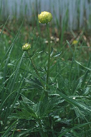 Trollius europaeus / Globe Flower, CH Jaun-Pass 24.6.1984