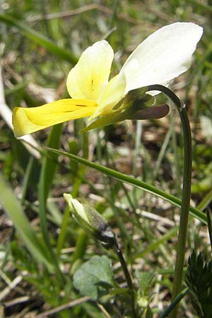 Viola saxatilis \ Gebirgs-Veilchen / Rock Pansy, CH Gotthard 5.6.2010