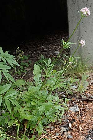 Valeriana officinalis agg. \ Arznei-Baldrian / Common Valerian, CH Gotthard 4.6.2017