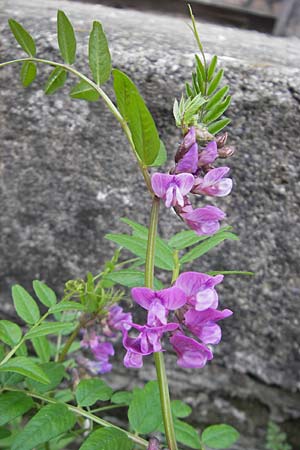 Vicia sepium / Bush Vetch, CH Stein am Rhein 14.6.2011