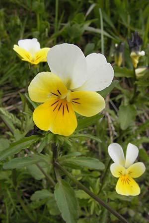 Viola saxatilis / Rock Pansy, CH Bourg-St. -Pierre 18.5.2013