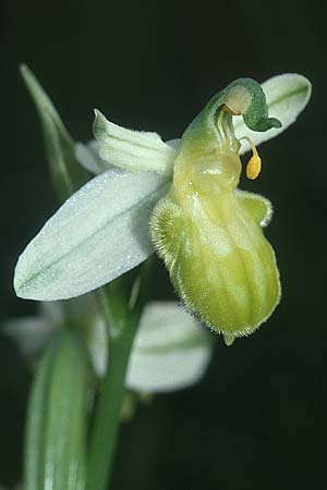 Ophrys apifera var. basiliensis \ Basler Bienen-Ragwurz / Basel Bee Orchid, CH  Basel 13.6.2001 