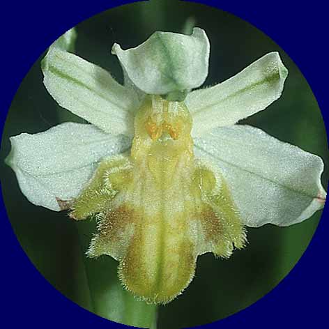 Ophrys apifera var. basiliensis, CH Basel 13.6.01